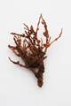 Larix decidua Bajer IMG_8156 Modrzew europejski